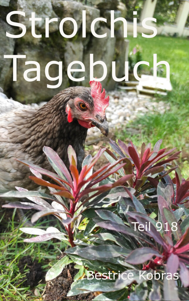 lustige Geschichten über Hühner