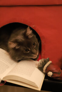 Strolchis Buchvorstellung Schöffling Verlag "Das Buch, von dem deine Katze sich wünscht, du würdest es lesen"