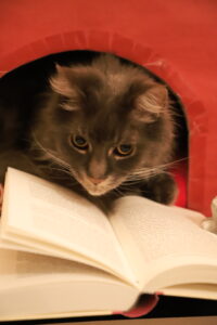 Strolchis Buchvorstellung Schöffling Verlag "Das Buch, von dem deine Katze sich wünscht, du würdest es lesen"
