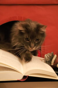 Strolchis Buchvorstellung Schöffling Verlag "Das Buch, von dem deine Katze sich wünscht, du würdest es lesen"