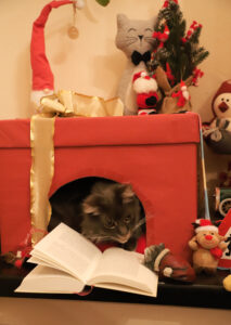 Strolchis Buchvorstellung Schöffling Verlag "Das Buch, von dem deine Katze sich wünscht, du würdest es lesen"