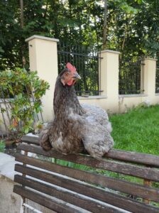 Leseprobe: Strolchis Tagebuch - Teil 903