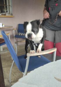 Leseprobe: Strolchis Tagebuch - Teil 1031