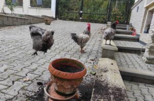 Leseprobe: Strolchis Tagebuch - Teil 930