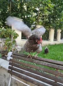 Leseprobe: Strolchis Tagebuch - Teil 903