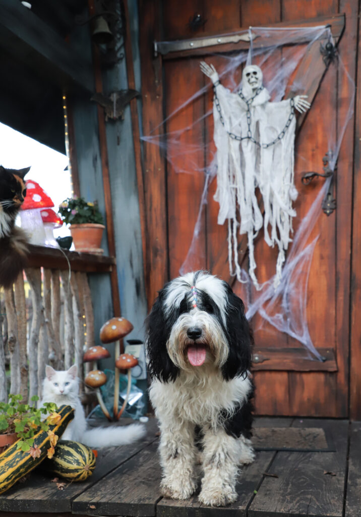 Tierfotografie - Halloween-Hunde