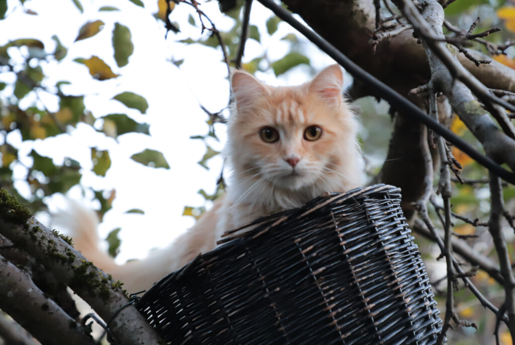 Tierfotografie - Halloween-Katzen