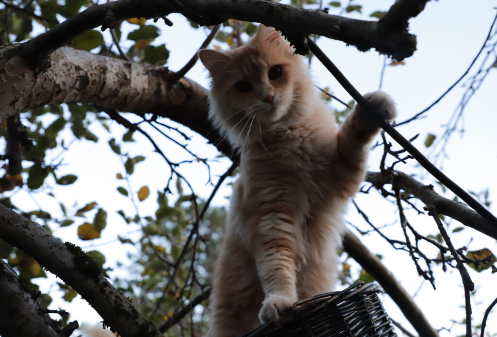 Tierfotografie - Halloween-Katzen