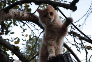 Tierfotografie - Halloween-Katzen