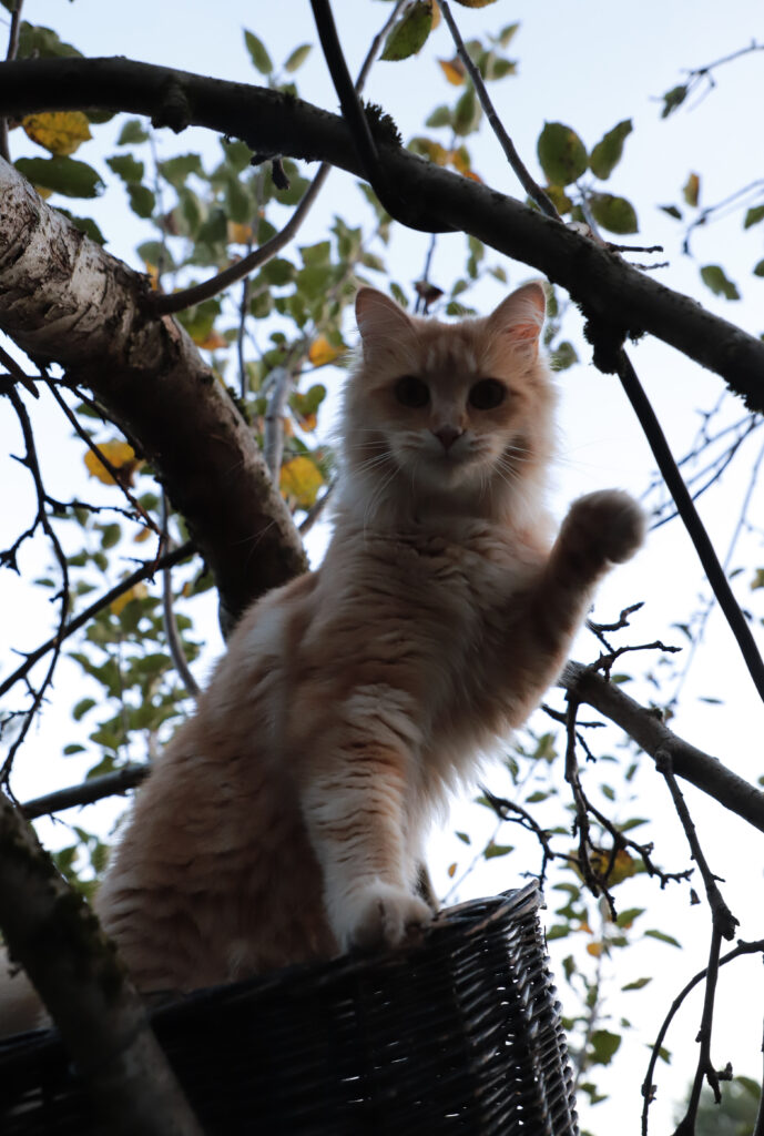 Tierfotografie - Halloween-Katzen