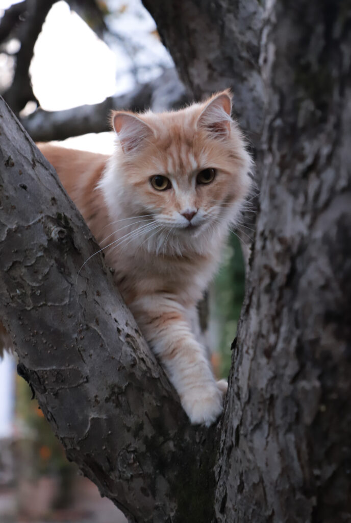 Tierfotografie - Halloween-Katzen