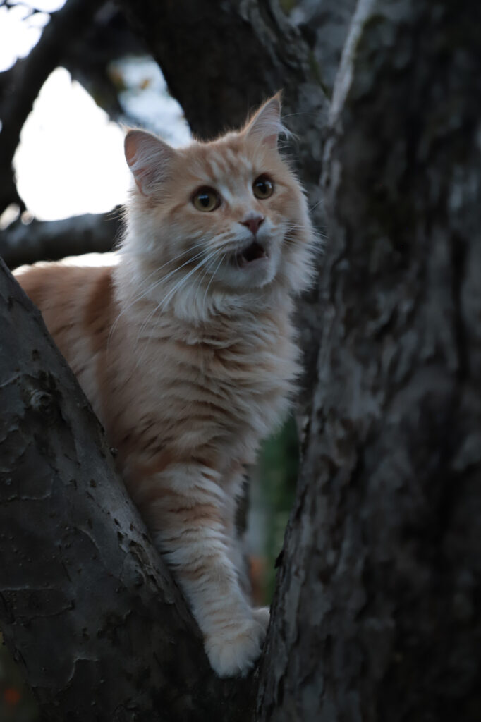 Tierfotografie - Halloween-Katzen