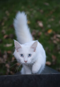 Tierfotografie - Halloween-Katzen