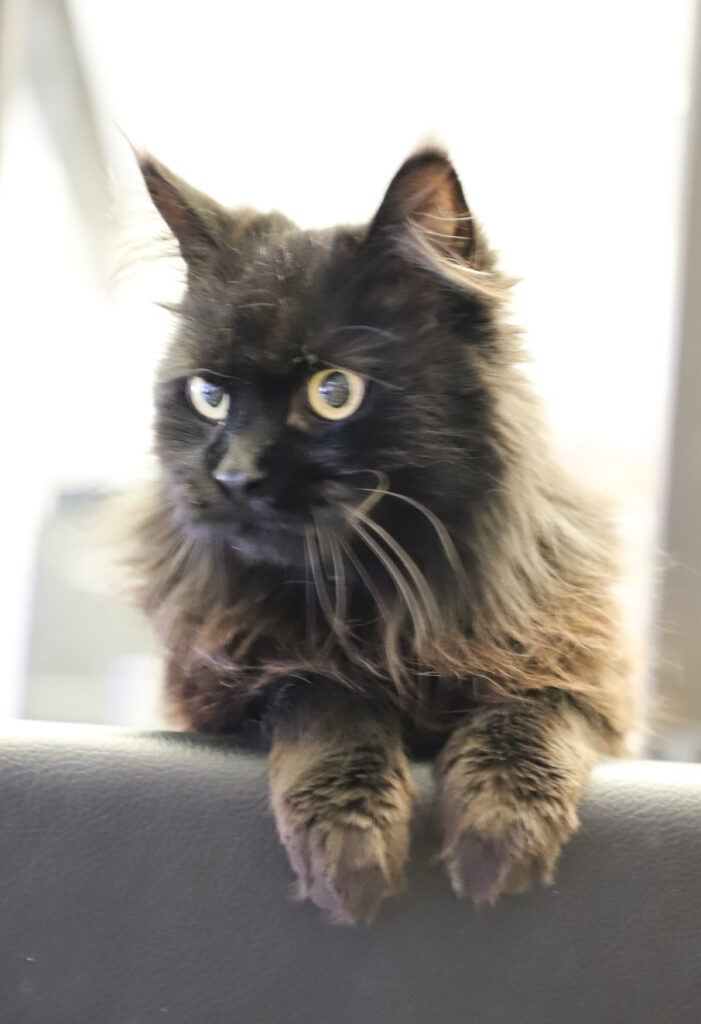 Tierfotografie - Katzen im Friseursalon