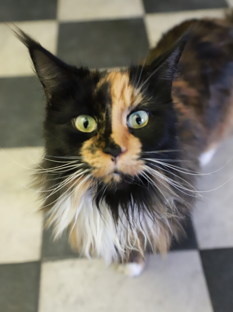 Tierfotografie - Katzen im Friseursalon