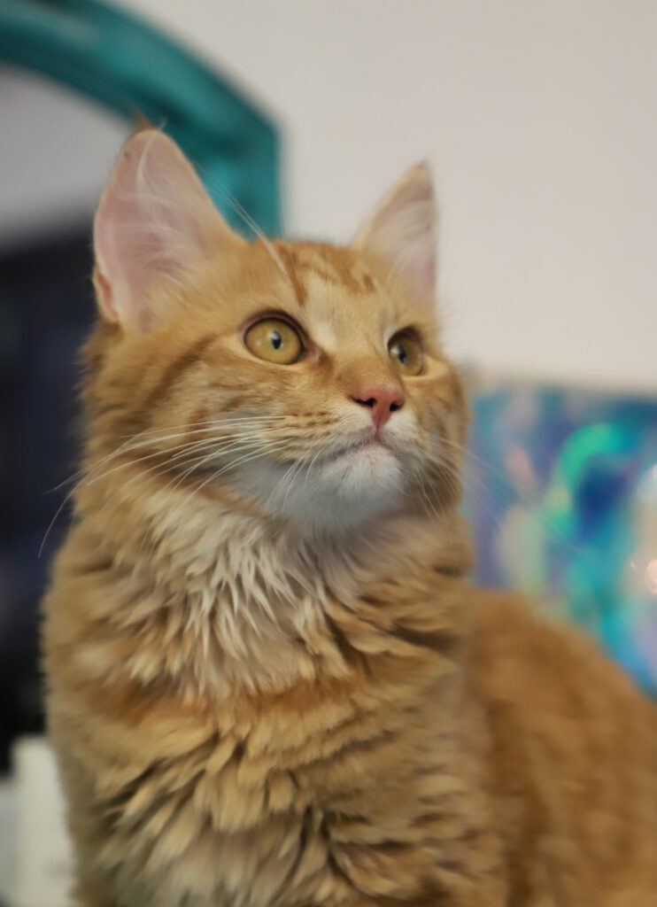 Tierfotografie - Katzen im Friseursalon