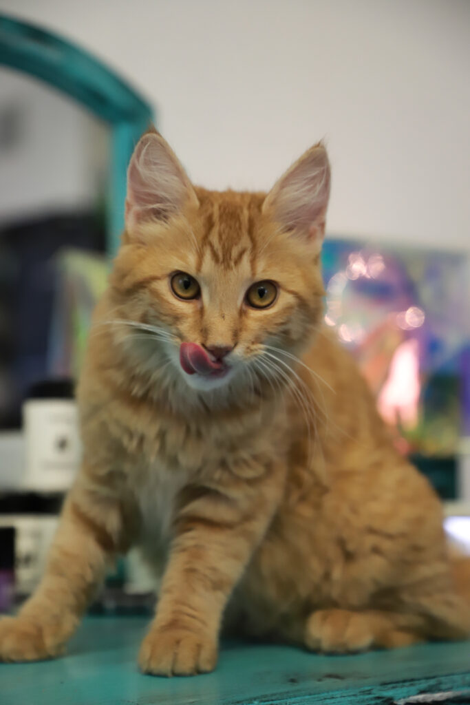 Tierfotografie - Katzen im Friseursalon