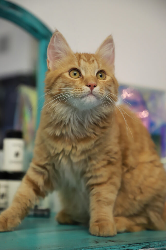 Tierfotografie - Katzen im Friseursalon