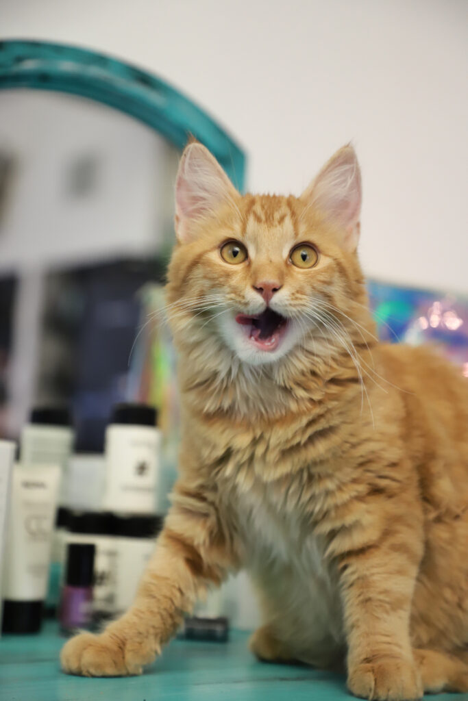 Tierfotografie - Katzen im Friseursalon