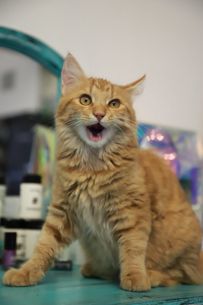 Tierfotografie - Katzen im Friseursalon