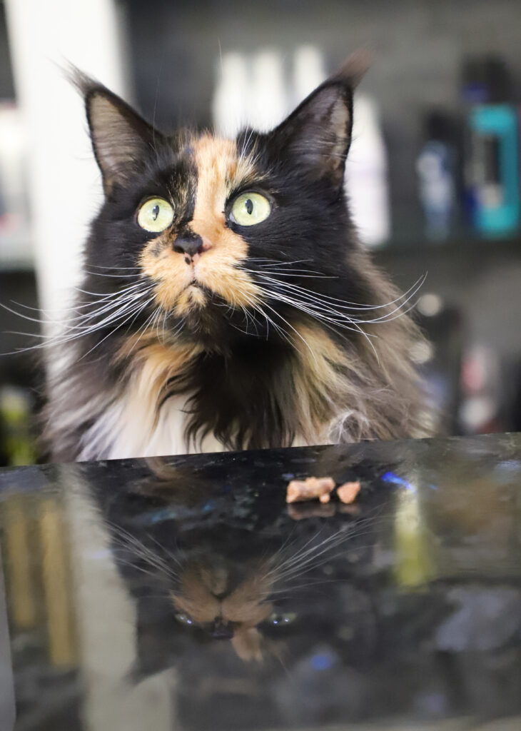 Tierfotografie - Katzen im Friseursalon