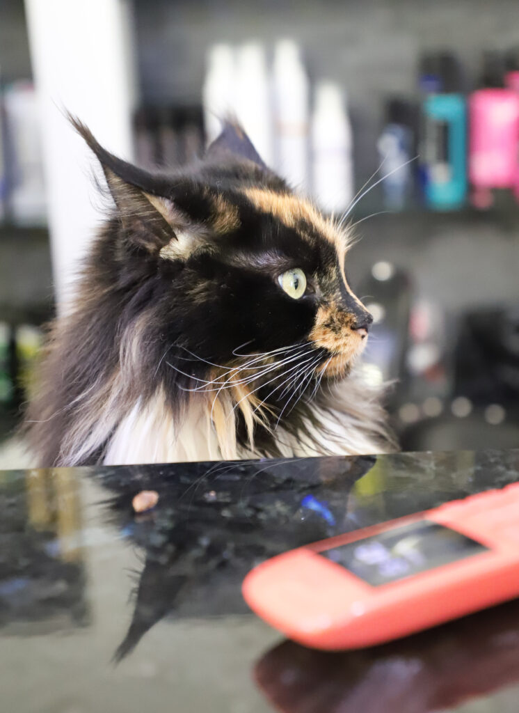 Tierfotografie - Katzen im Friseursalon