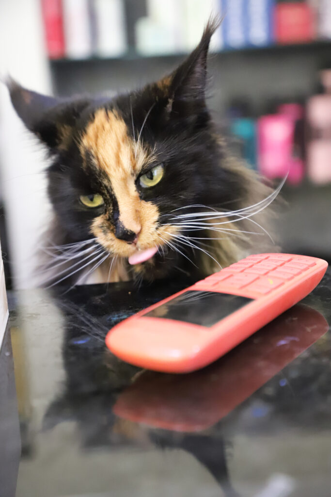 Tierfotografie - Katzen im Friseursalon
