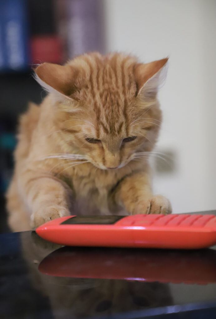 Tierfotografie - Katzen im Friseursalon