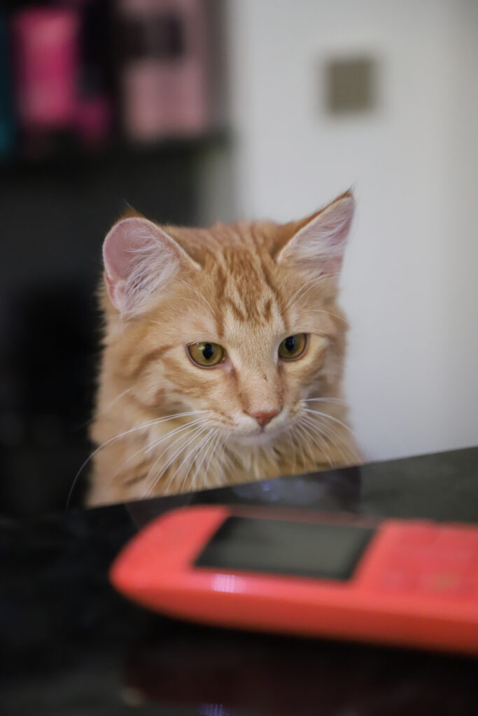 Tierfotografie - Katzen im Friseursalon