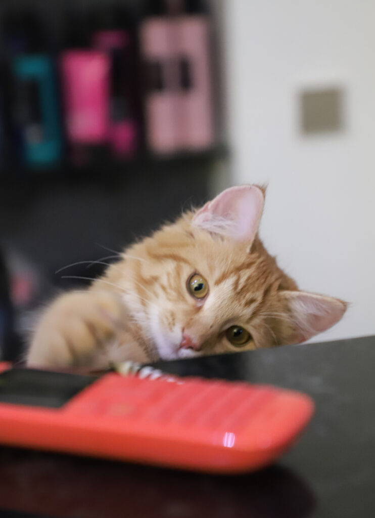 Tierfotografie - Katzen im Friseursalon