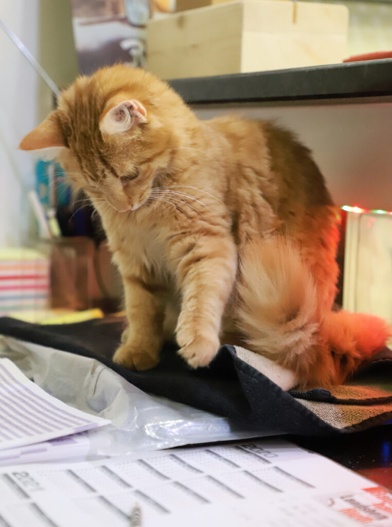 Tierfotografie - Katzen im Friseursalon