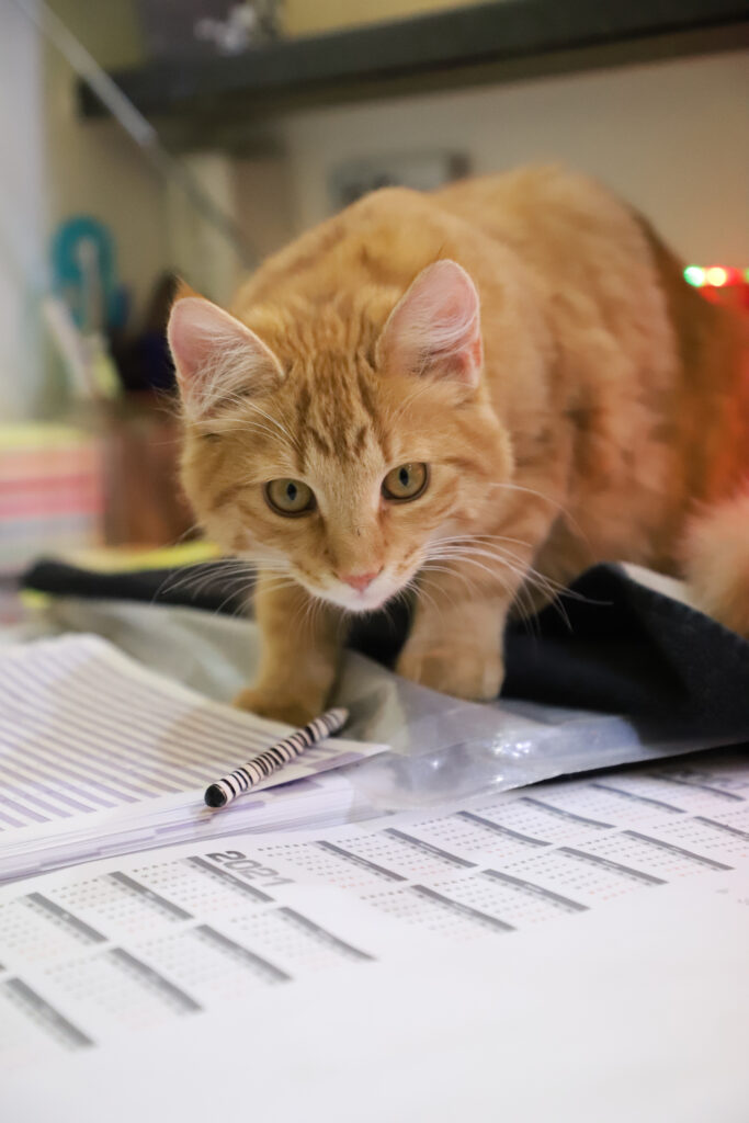 Tierfotografie - Katzen im Friseursalon