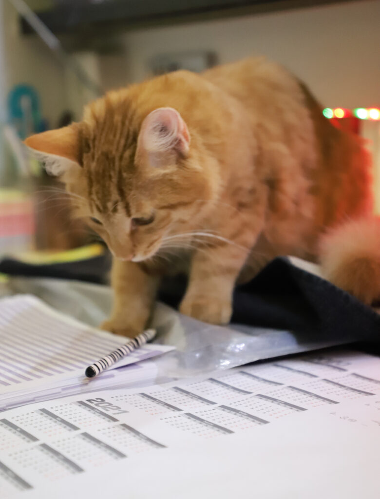 Tierfotografie - Katzen im Friseursalon