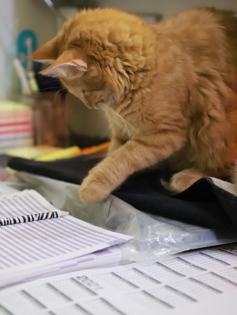 Tierfotografie - Katzen im Friseursalon