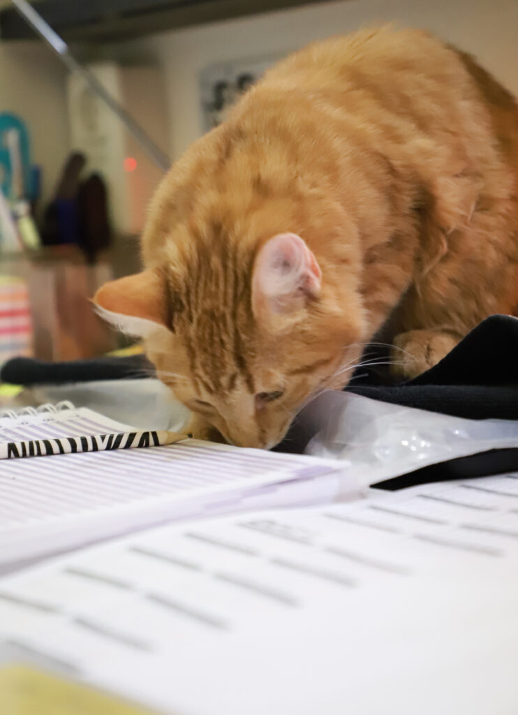 Tierfotografie - Katzen im Friseursalon