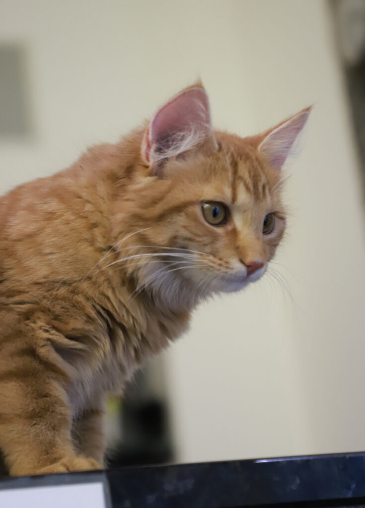 Tierfotografie - Katzen im Friseursalon