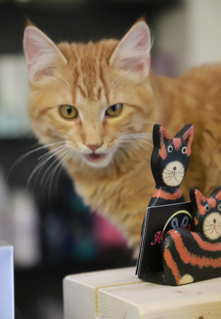 Tierfotografie - Katzen im Friseursalon