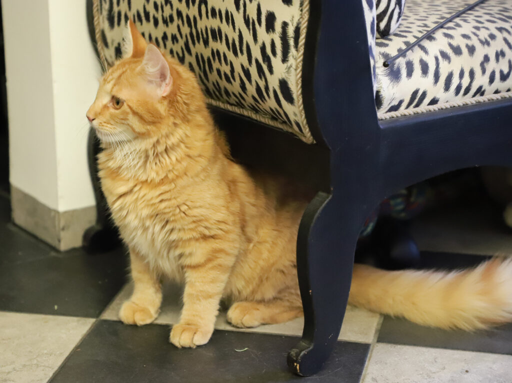 Tierfotografie - Katzen im Friseursalon