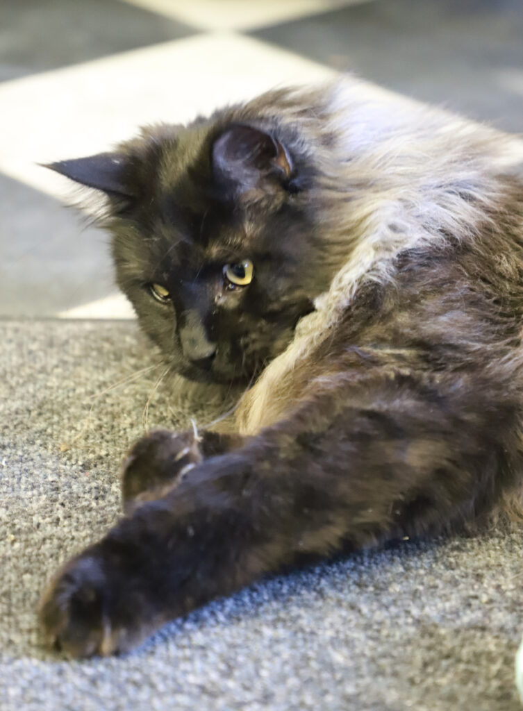 Tierfotografie - Katzen im Friseursalon