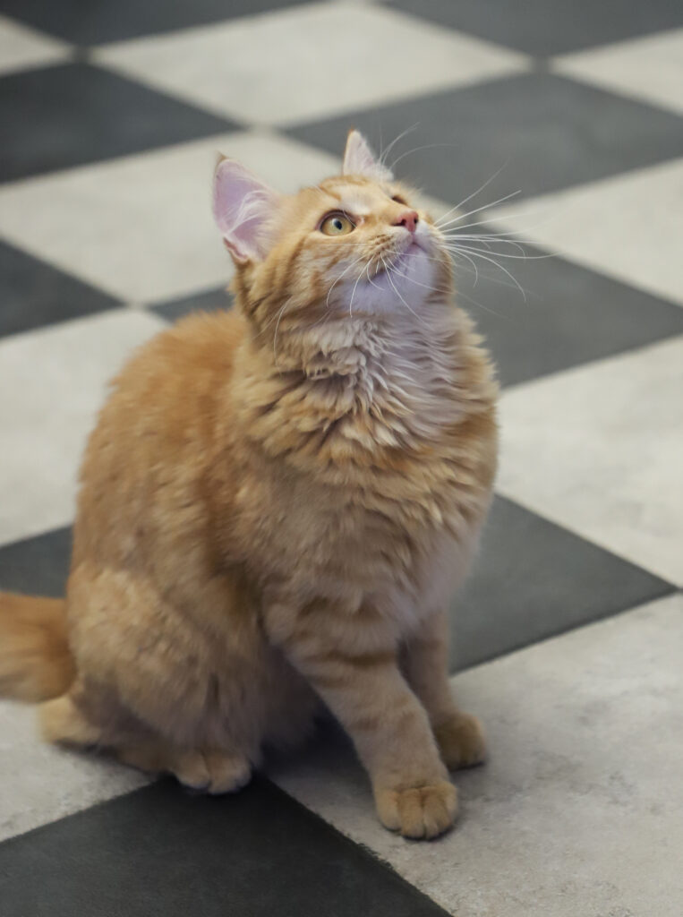 Tierfotografie - Katzen im Friseursalon