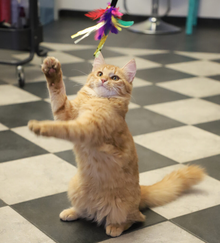 Tierfotografie - Katzen im Friseursalon