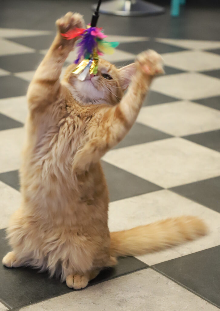 Tierfotografie - Katzen im Friseursalon