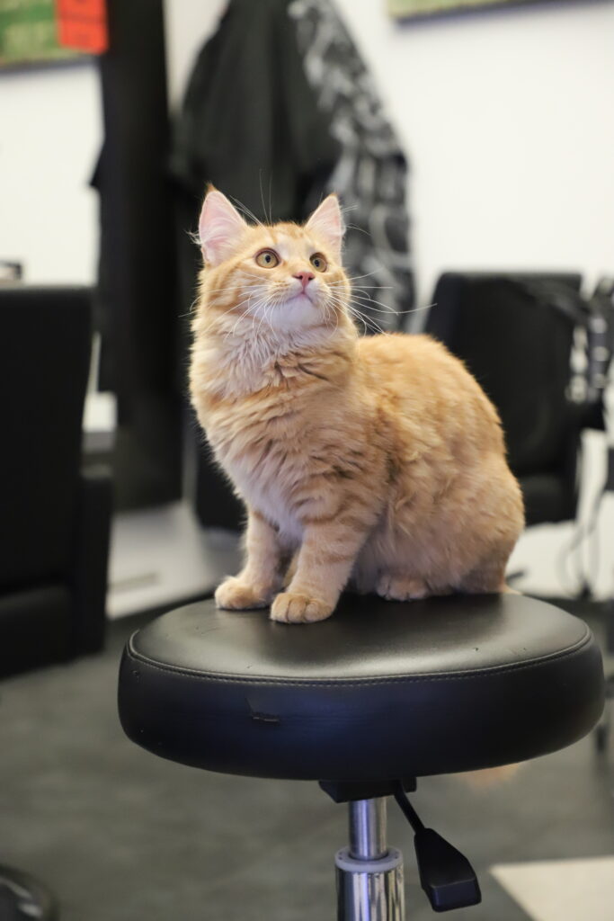 Tierfotografie - Katzen im Friseursalon