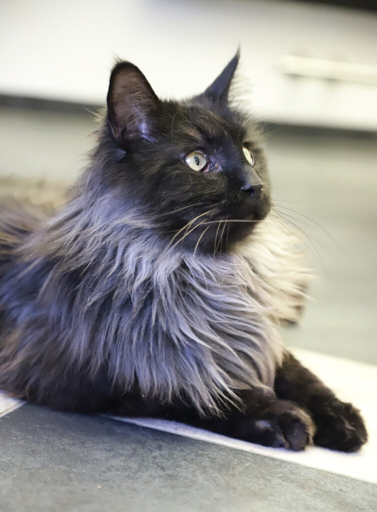 Tierfotografie - Katzen im Friseursalon