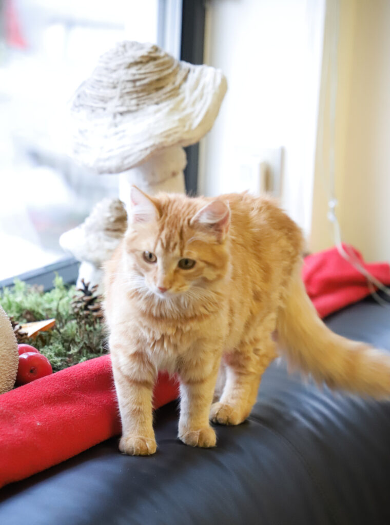 Tierfotografie - Katzen im Friseursalon