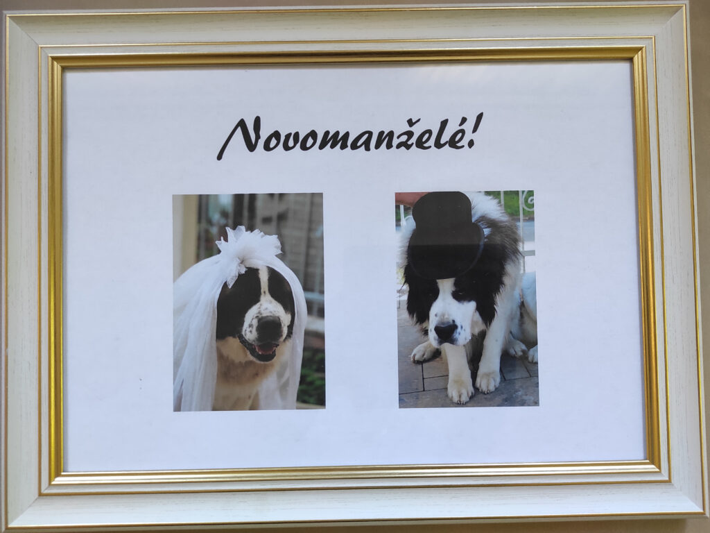 Tiereventfotografie zur Hochzeit - Braut und Bräutigam