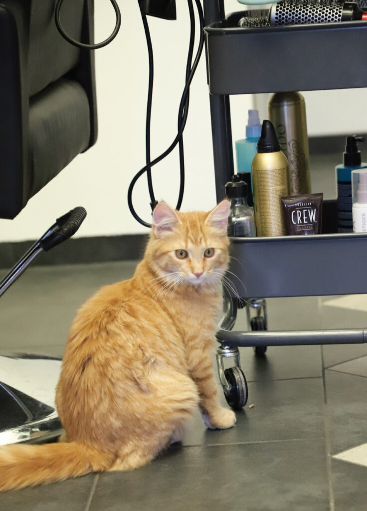 Tierfotografie - Katzen im Friseursalon