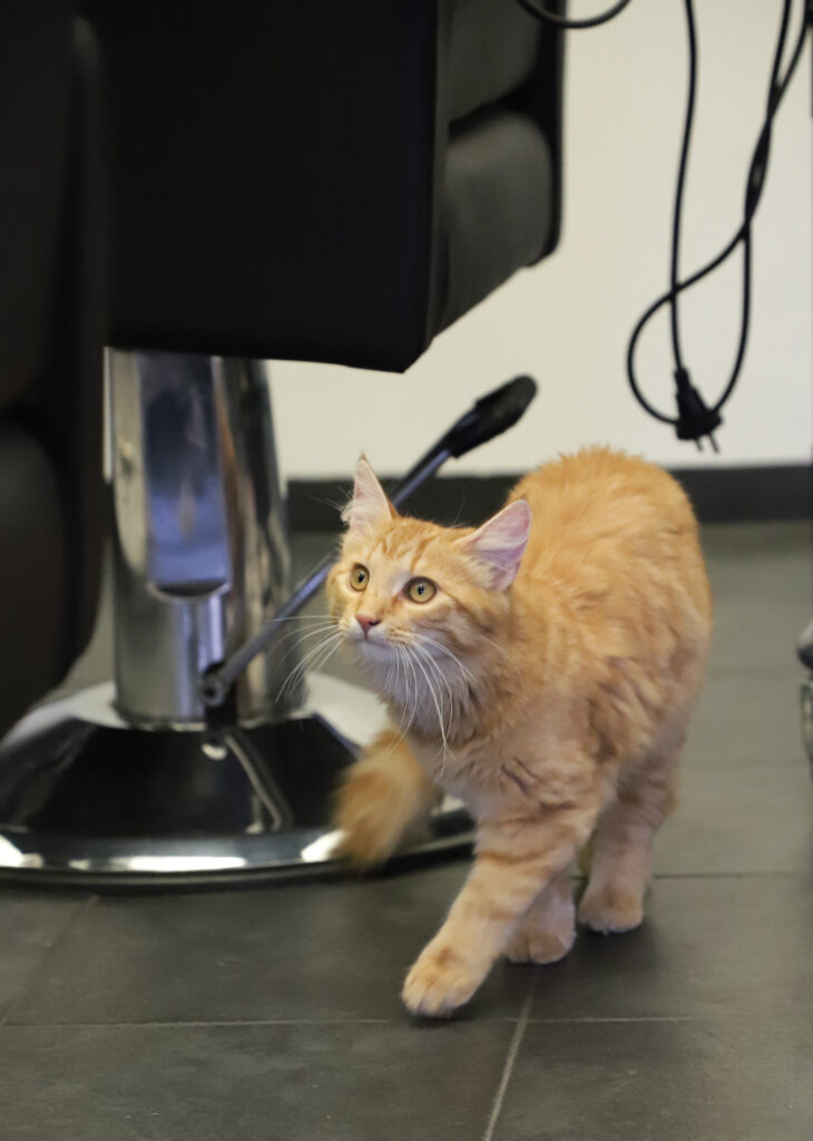 Tierfotografie - Katzen im Friseursalon