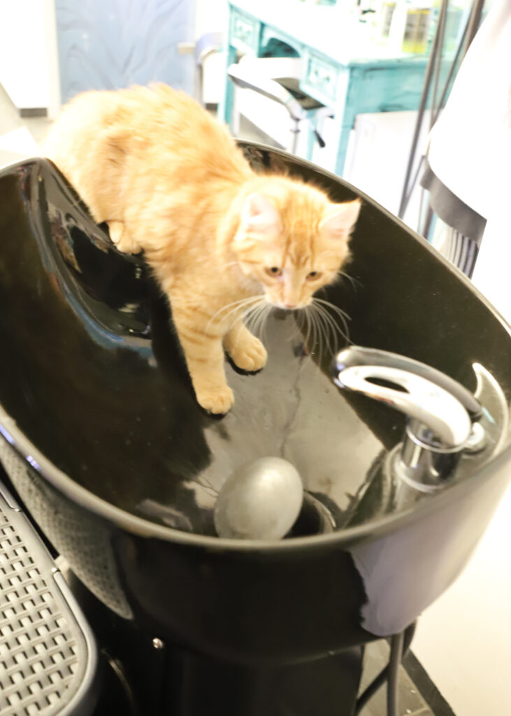 Tierfotografie - Katzen im Friseursalon