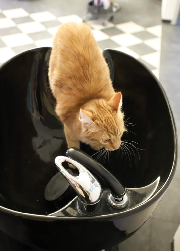 Tierfotografie - Katzen im Friseursalon